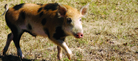 A wild pig trots through a field